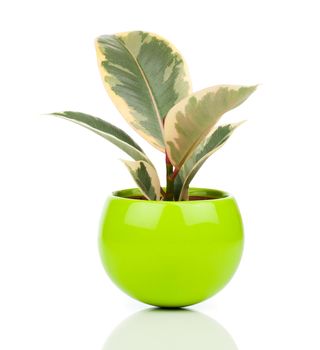 Ficus elastica plant, on a white background