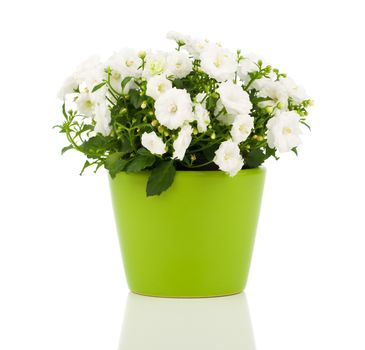 Campanula terry flowers, on a white background.