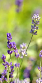  lavender flower field closeup in summer time