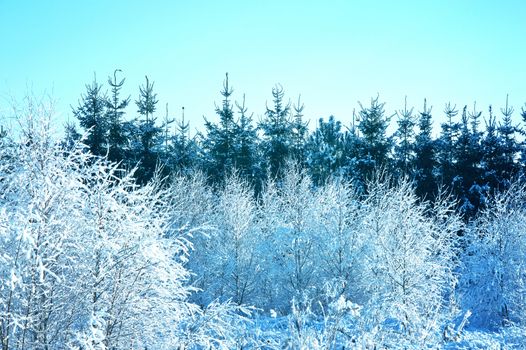 Winter scene. Trees covered with snow and blue clean sky. 