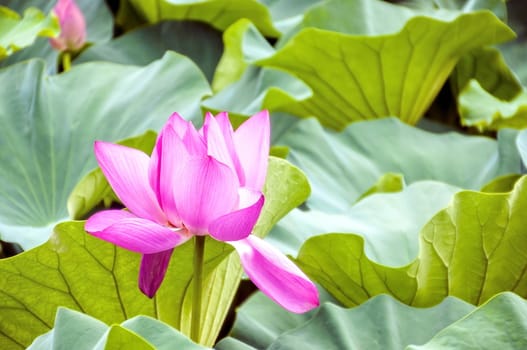 pink lotus flower surrounded by leaves in a pond