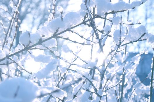 White winter background. Branches covered with snow. 