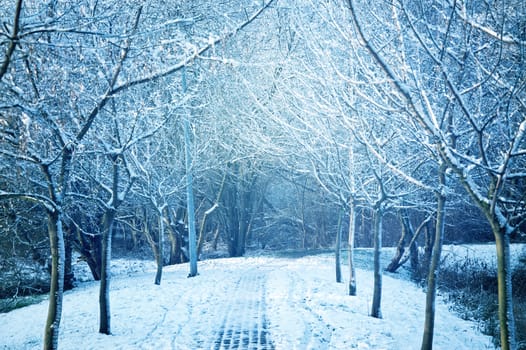 Winter and snow conceptual image. Park with trees covered with snow. 