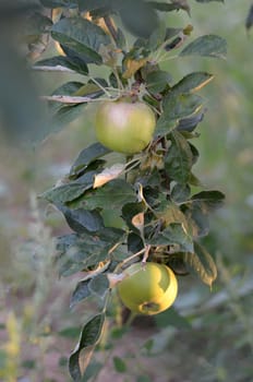Picture of an apples on a branch ready to be harvested