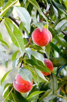 picture of a ripe peaches fruits  on a branch