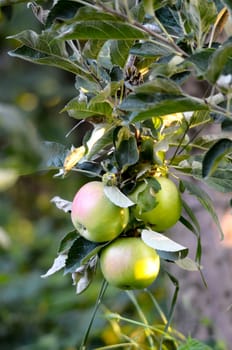 Picture of an apples on a branch ready to be harvested