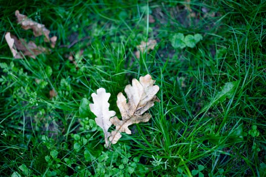 Several brown oak autumn leaves on green grass
