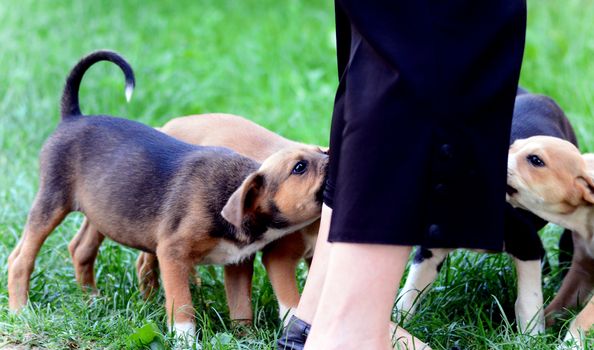 Picture of a Cute puppies two month old