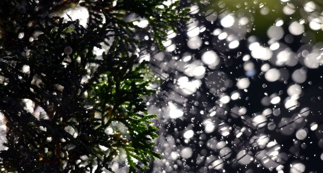 picture of a Shinig waterdrops against morning light
