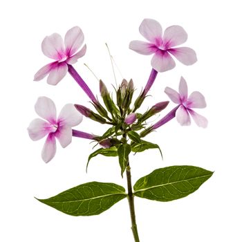 Pink flower phlox, isolated on white background
