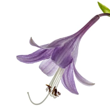 Purple flower of the hosta (funkia), isolated on white background