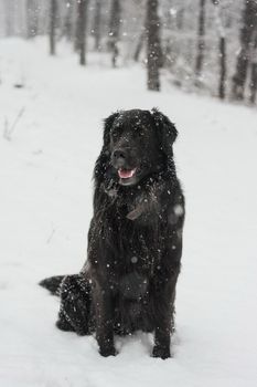 Hovawart dog in winter

