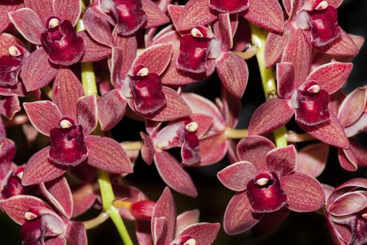 Orchid in bloom, beautifull flower in bloom