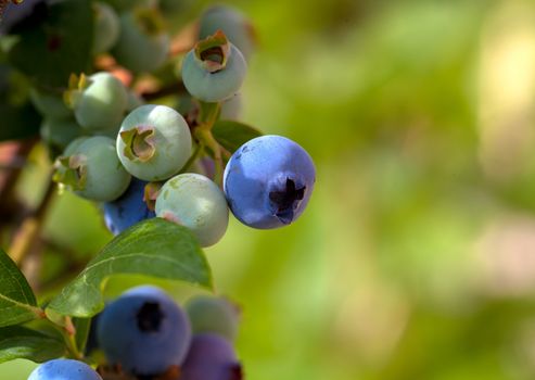 ripe blueberry cluster on a blueberry bush