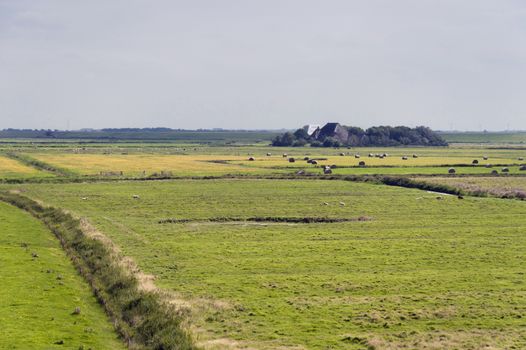 Marshland of Westerhever in Germany