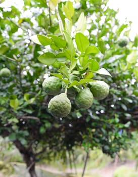 Bergamot tree