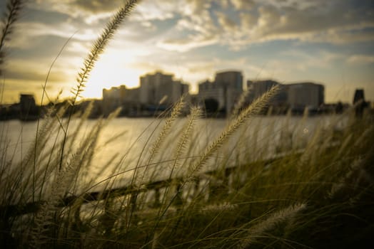 Grass flower in riverside under sunset