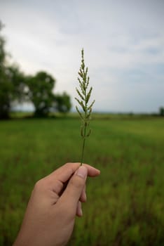 Grass in the rice field