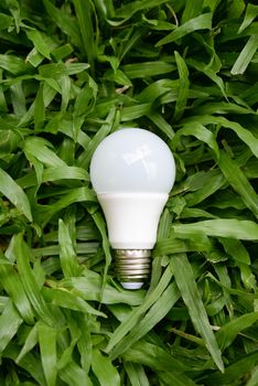 LED bulb - Energy and green nature