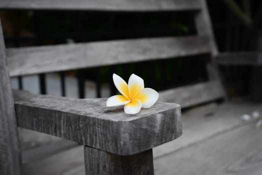 Plumeria flower on wooden chair