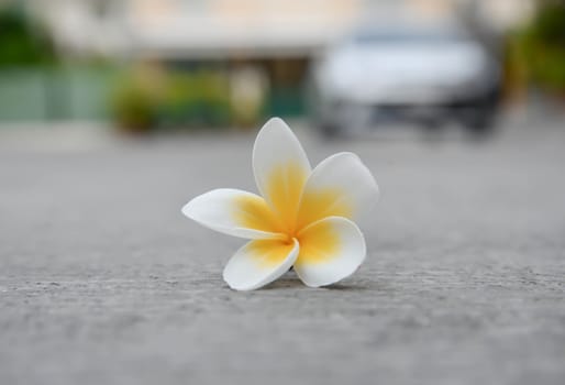 Plumeria flower