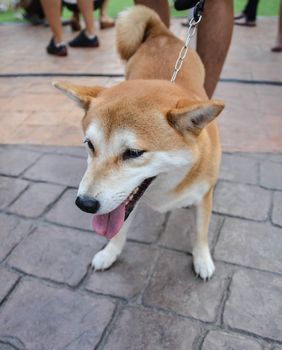 Shiba inu dog