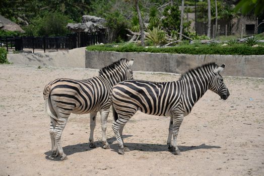 Twin zebras in Thailand zoo