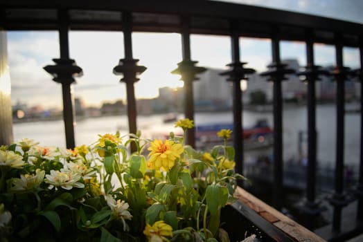 Yellow flower in riverside under sunset