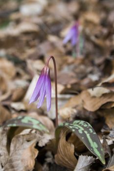 Erythronium dens canis, Dog's tooth violet, Dogtooth violet