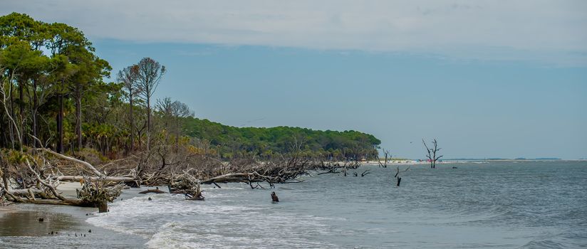 palmetto forest on hunting island beach