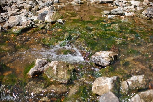 Mountain creek in summer siberian forest