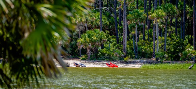 palmetto forest on hunting island beach