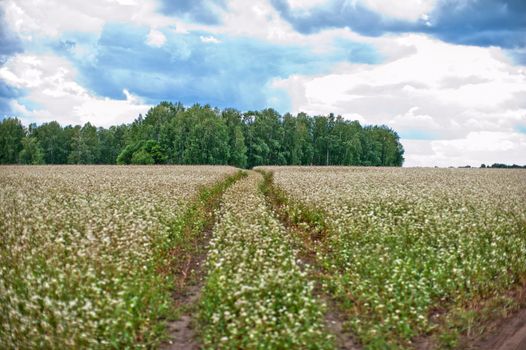 Buckwheat field with road, summer scene