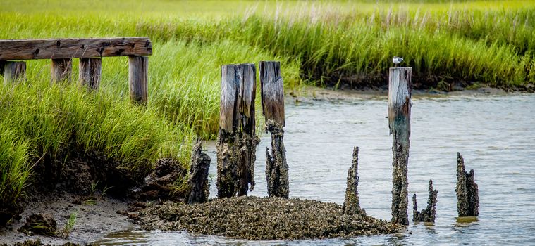 seagull resting on rotting post near tybee island