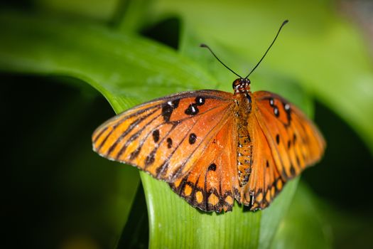 A colorful Queen Danaus Gilippus butterfly.