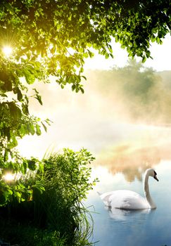 White swan on river in the morning