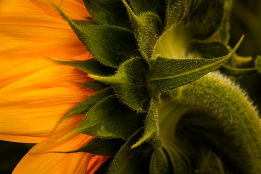 Side back angle of a sunflower head.