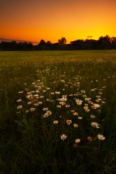 A daisy field at sunset located outside of the Kansas City, Missouri area