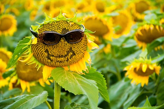 A sunflower in a field with a smile and a pair of sunglasses on.