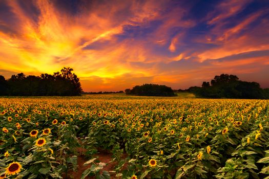 A sunflowerfield in Kansas with a beautiful sunset