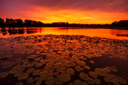 A horizontal image of lilypads at Sunrise on a pond just outside of Kansas City, Missouri.  