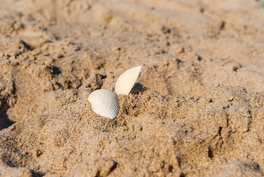 Sea shells on sand. Summer beach background.