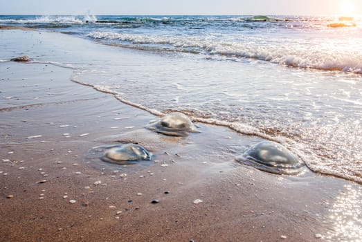 Large  jellyfish lies on the shore of a beach.