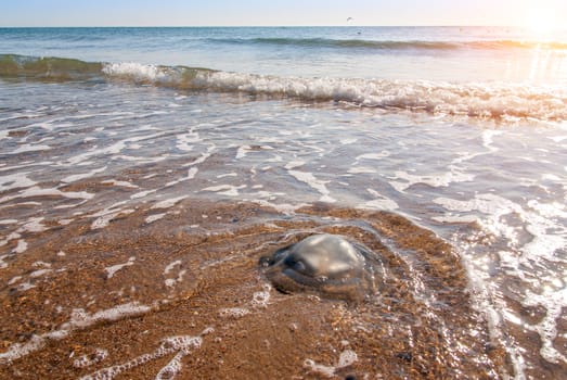 Large  jellyfish lies on the shore of a beach.