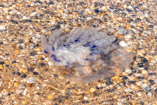 Large  jellyfish (Rhizostomae) lies on the shore of a beach.