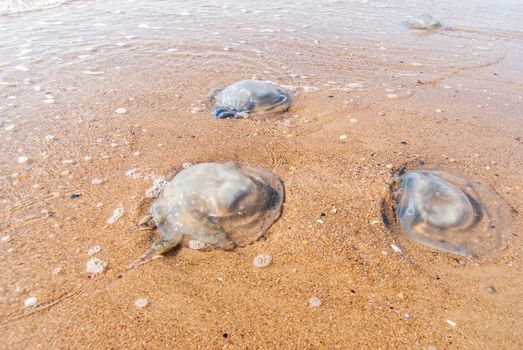 Large  jellyfish lies on the shore of a beach.