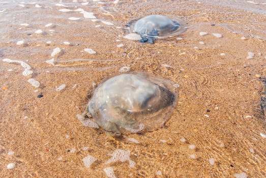 Large  jellyfish lies on the shore of a beach.