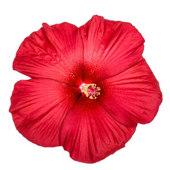 Red hibiscus flower, isolated on white background