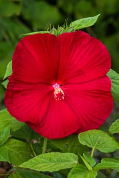 Beautiful red hibiscus flower