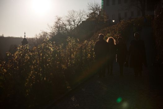 Vineyards at sunset in autumn Prague